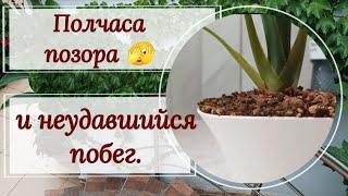 Полчаса позора 🫣, или неудавшийся побег