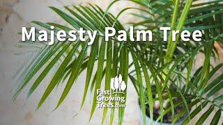 Majesty Palm Tree | FastGrowingTrees.com