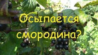 Осыпается смородина? Так ли это плохо?