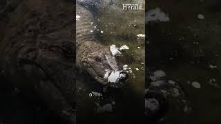 Alligator frozen under ice spotted moving slightly in viral video: 'Nature's ultimate survivor'