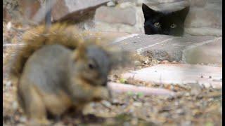 Cat Plays with Squirrel - Chases Up Tree - Stalks in Garden - Kitty Climbs Tree to Hunt Squirrel