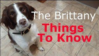 So You Want a Brittany Spaniel? Knowing These 3 Things Could Make You A Better Brittany Dog Owner!