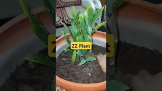 Multiply Your ZZ Plant By Separation #zzplant #plants #propagation #gardeningideas #gardening