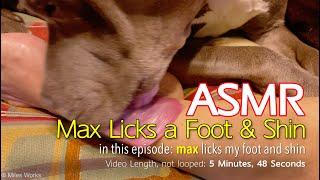 Max Licks | My Feet & Shins | ASMR DOG LICKING | No Talking (max news below)