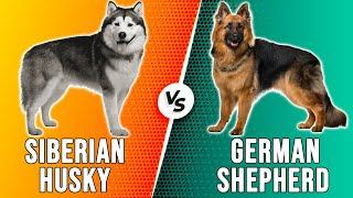 Siberian Husky vs German Shepherd – Which One Is Better? (Which is Ideal For You?)