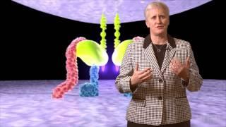 HHMI Educator Tips -- HIV Life Cycle Animation