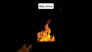 Коты воители / ваше/наше #котывоители #кв #бич