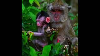 Adorable wild baby monkey