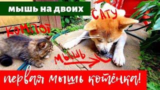 Первая мышь кота Компота. Собака конкурент. Мышь на двоих!