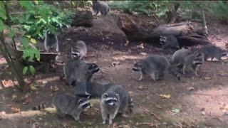 Washington woman calls authorities after finding over 100 raccoons outside her home demanding food