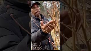 When to prune my blueberry bush for a large harvest