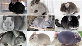 Different Chinchilla Mutations and Colors