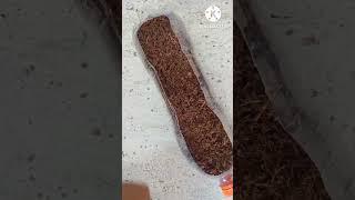 pathi plant planting |#NISWAN GARDENING BOY|#shorts