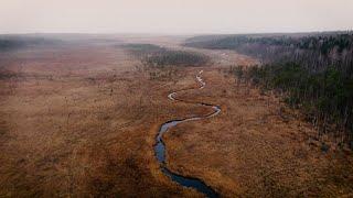 Тайны Карельского леса | Болото