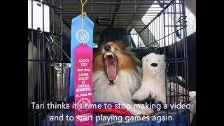 Dog Agility with Handling 360 is the Next Step in our Journey