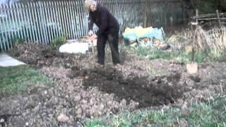 Learning to dig my allotment