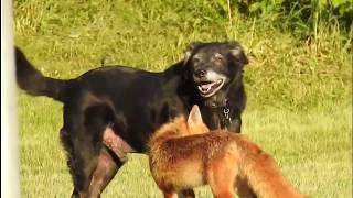 Собака против лисы | Fox vs Dog | Vulpes vs Canis lupus familiaris