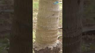 Unscientific planting method in coconut tree