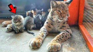 Wild Lynx from zoo adopts stray kittens and raises them as her own cubs