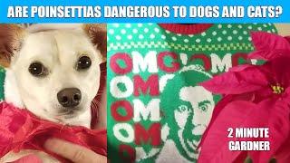 How dangerous are poinsettias to dogs and cats?