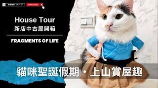 聖誕假期貓出遊｜HouseTour、新店中古屋開箱 #funny #cat #pets #cute #pets #cuteanimals【AJ極簡貓奴】