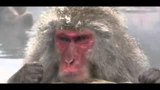 Amusing Snow Monkeys Full Documentary