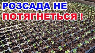 Оптимальна температура для розсади помідорів, баклажанів, перцю та капусти