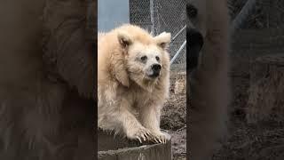 Circus Bear Sees The Sun For The First Time | The Dodo