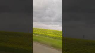 Рапс цветёт