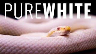 4 Uncommon Pure White Reptiles!