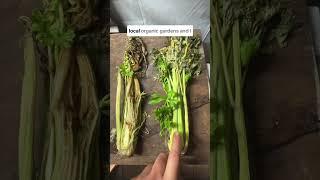 Observation number 2. Organic (naturally grown) beside a not organic celery just sitting on a bench