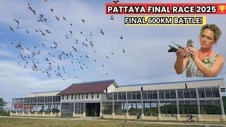 Pattaya racing pigeon Final Race 2025: Witness the Thrilling 600km one loft race .