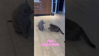 Stepa vs Stesha Степа против Стеши #cats кто победит?))