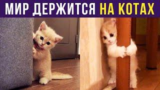 Приколы с котами. Мир держат КОТЫ! | Мемозг #318