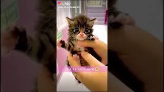 Эльвира котик лазарева котик лайк