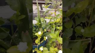 malli#malligeflowers #muruthani#samanthi #south #gardening #organic #plants #youtube#shorts