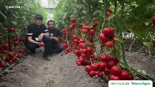 Канова помидор дурагайи Водийда ҳам ажойиб натижалар кўрсатмоқда!