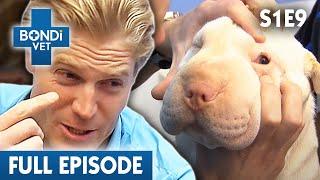 Puffy Face Dog is Nearly Blind!  | Bondi Vet Season 1 Ep9 | Bondi Vet Full Episodes | Bondi Vet