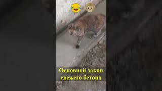 Кошка топчет свежий бетон #shorts