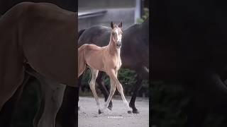 ‼️Not the same horse‼️#equestrianedit #blowup #fypviralシ #foal