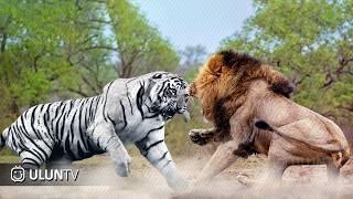 Who would win? White Tiger VS Lion Fight to De4th