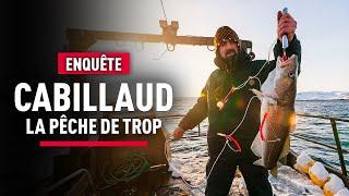 Le Cabillaud : Enquête sur son parcours de la Mer à l'Assiette | Scandale Mondial | KM