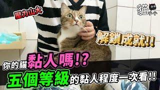 你的貓黏人嗎？五個等級的黏人程度一次看！