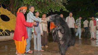 Temple For Bears