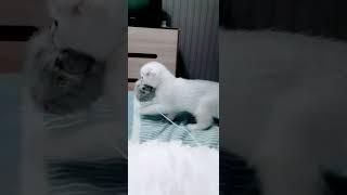 Маленький охотник