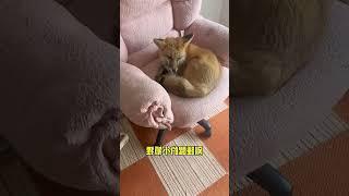 Playful Pranks on Adorable Sleepy Fox