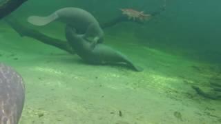 Gator the Manatee Plays With Friends