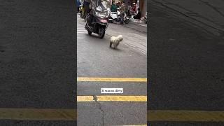 Rescuing an Abandoned Dog