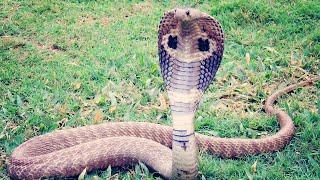 Kids Edition | Discover the King Cobra - Nature's Venomous Giant