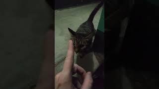 How the cat greets me - 1